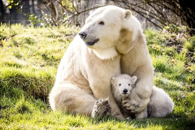 Mother Frimas comes out for the first time with her newborn polar bear cub, at the zoo, in Mierlo, on March 7, 2024. The cub has not yet been named, as the gender is still unknown. (Photo by Rob Engelaar/ANP via AFP Photo)
