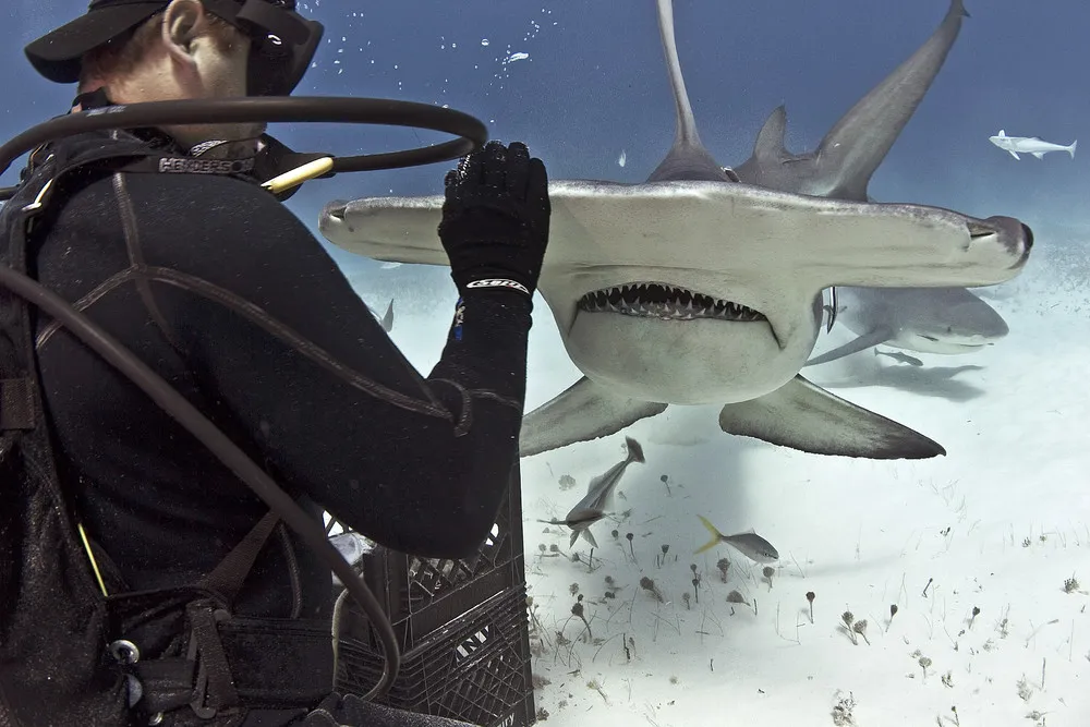 Free Diving with Hammerhead Shark