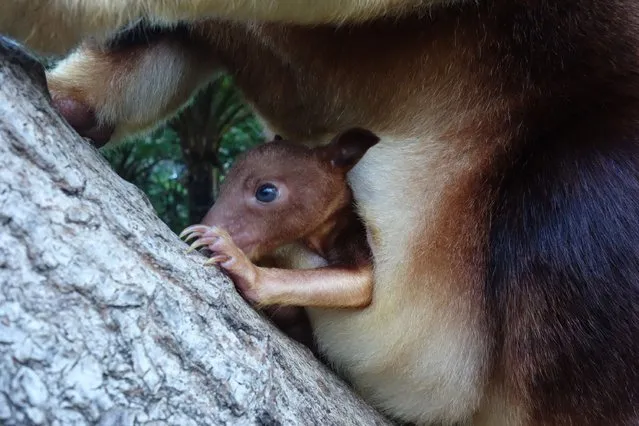 In this handout image provided by Taronga Zoo, an unnamed baby Goodfellows Tree Kangaroo joey is seen in it's mothers pouch on March 10, 2014 in Sydney, Australia. (Photo by Taronga Zoo via Getty Images)