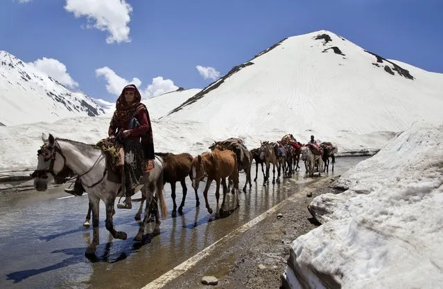 An elderly Kashmiri Bakarwal woman leads a heard of horse near Peer Ki Gali, 80 kilometers (50 miles) south of Srinagar, India, Wednesday, May 20, 2015. Bakarwals are nomadic herders of India's Jammu-Kashmir state who wander in search of good pastures for their cattle. (Photo by Dar Yasin/AP Photo)