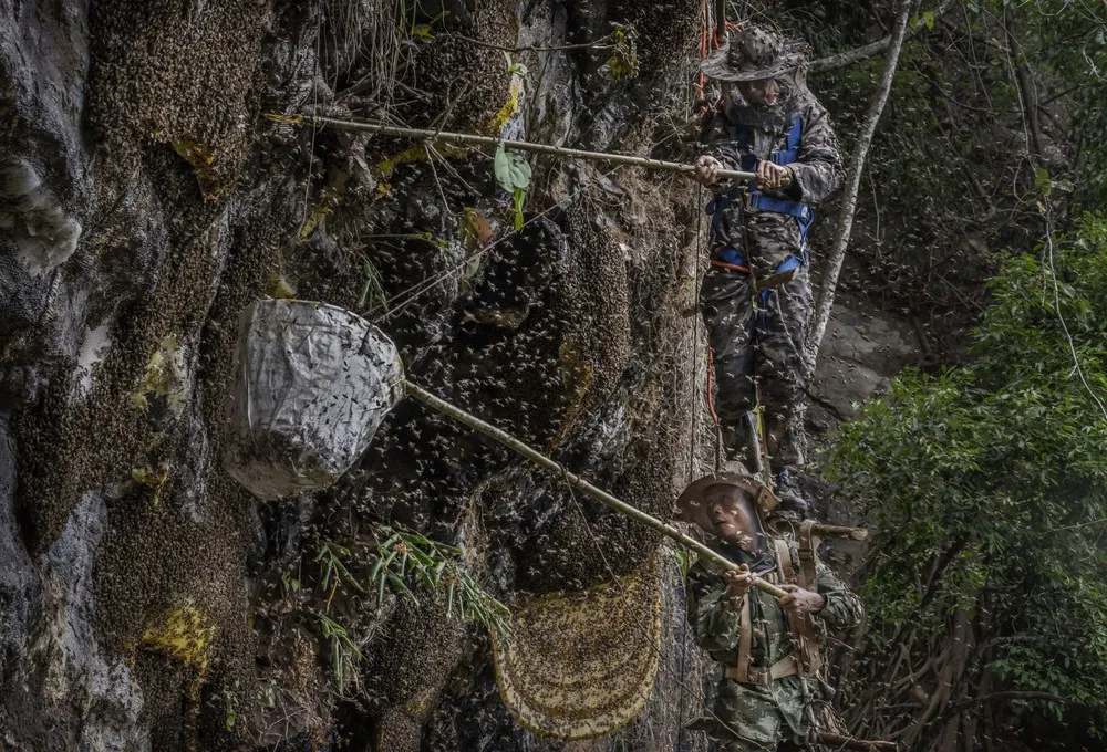 Yunnan Honey Hunters