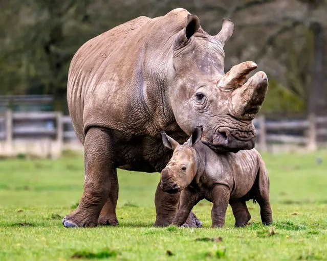 A southern white rhino calf named Benja playing in the sun while his mother Jaseera watches on in Whipsnade Zoo, England on April 24, 2024. An endangered baby rhino has well and truly found its feet after being filmed playing and exploring its new paddock – six weeks after being born. (Photo by South West News Service)