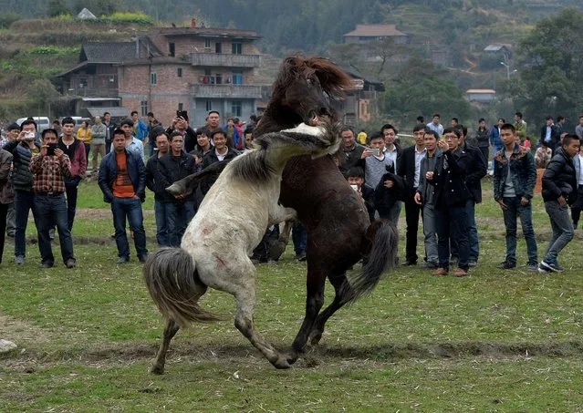 Horse Fighting In China