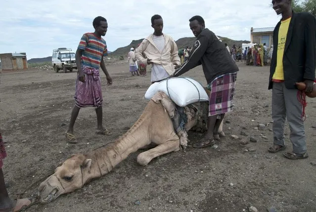A picture taken on April 16, 2016 shows a group of herders assisting a malnourished camel carrying a load in Sitti Zone, in the Somali Region of Ethiopia. Sitti Zone is one of the most affected by the drought caused by the El Nino climate phenomenon. Ethiopia struggles to combat its worst drought for 30 years, with at least 10.2 million people needing food aid. (Photo by Vincent Defait/AFP Photo)
