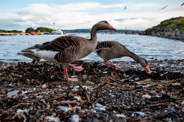 Greylag geese feed off scraps on a beach at Lindoya island in Oslo, Norway on July 3, 2019. (Photo by Odd Andersen/AFP Photo)