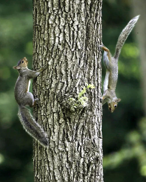 Two squirrels climb a tree at the Monza park, in Villasanta, near Milan, Italy, Thursday, July 18, 2019. (Photo by Luca Bruno/AP Photo)