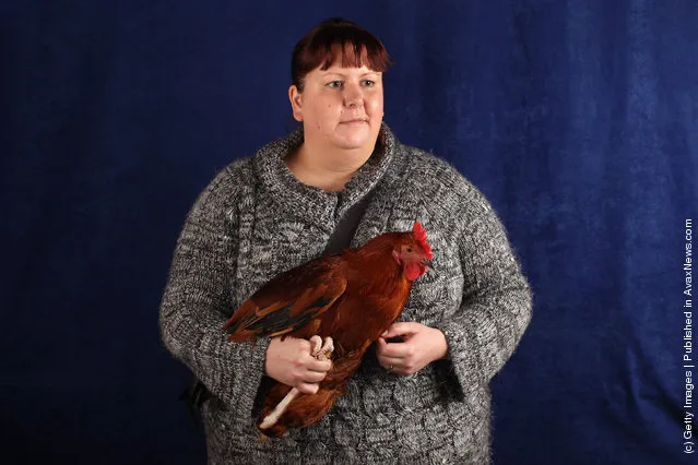 Elaine Wood, from Leeds, holds her 5 month old Red Sussex Cockerel