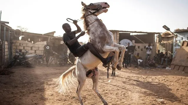 A jockey practices to control his horse in Ouagadougou on February 01, 2022. For many Burkinabe horse culture plays an important role in their lives, from raising horses for racing or dressage, or to the Sunday horse racing events at the local track. The famous cowboys win millions of West African Francs from the races and secretly train horses at night to perform dressage, some even call them selves cowboys and dress accordingly. (Photo by John Wessels/AFP Photo)