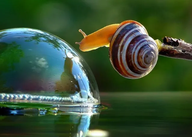 “A Snail's Life”. Photographer Vyacheslav Mischenko captures gorgeous macro photographs of snails near his hometown of Berdichev, Ukraine. After being taught to hunt for mushrooms as a child, Vyacheslav has grown up with a keen eye for spotting critters on the forest floor. Here, a snail takes shelter while perching on a leaf. (Photo by Vyacheslav Mischenko/Caters News)