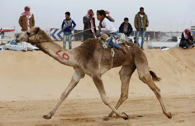 A child jockey competes on his mount during the opening of the International Camel Racing festival at the Sarabium desert in Ismailia, Egypt, March 21, 2017. (Photo by Amr Abdallah Dalsh/Reuters)