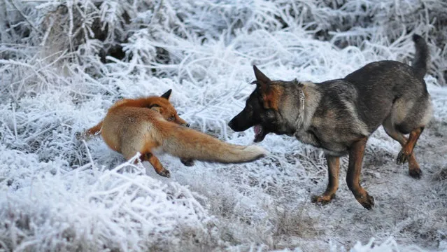 Life Fox And Hound