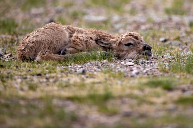 A Tibetan antelope newborn is pictured in Qiangtang National Nature Reserve in southwest China's Xizang Autonomous Region, June 17, 2024. Tibetan antelopes, a native species in China's Qinghai-Tibet Plateau under first-class state protection, have recently embarked their birth-giving season. Their total population has exeeded 300,000, over 200,000 of which are living in Qiangtang National Nature Reserve. (Photo by Xinhua News Agency/Rex Features/Shutterstock)