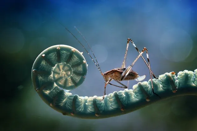 You rarely get the opportunity to get up close and personal with a tiny insect. Indonesian photographer Nordin Seruyan helps us to look past the creepy-crawlies of insects and focus on their delicate beauty. In brilliant color and sharp focus, Seruyan captures the insects in his garden. From butterflies and mantises to beetles and snails, the creatures of Southeast Asian get your full focus. (Photo by Nordin Seruyan)