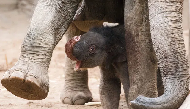 An unnamed female baby elephant, born 12 July, find a protection zone by using the  broad legs of her mother during a public debut in Hagenbecks Animal Park, Hamburg,northern  Germany, 13 July 2015. (Photo by Daniel Bockwoldt/EPA/DPA)