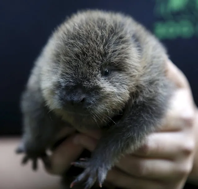 A zookeeper holds a new born beaver at an enclosure at the zoo in Wuppertal, Germany July 23, 2015. (Photo by Ina Fassbender/Reuters)
