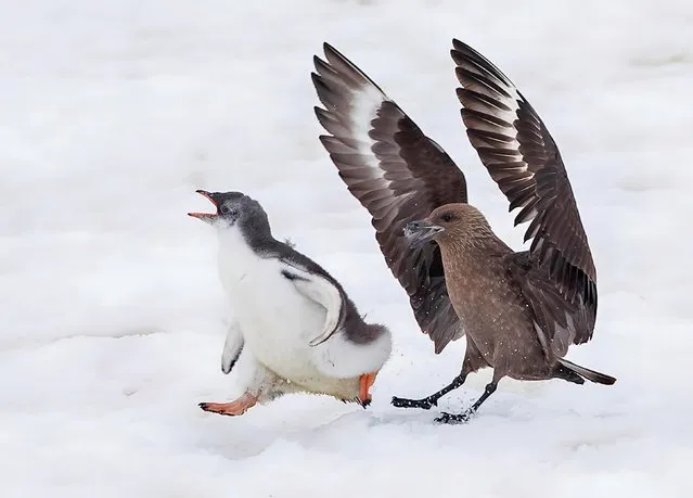 A fearless penguin chick plucked up the courage to bully boy sea birds who ganged up on it while its parents were away. The feathered stand-off was captured last year at Petermann Island, Antarctica by Shayne McGuire from San Dimas, California. (Photo by Shayne McGuire/Caters News)