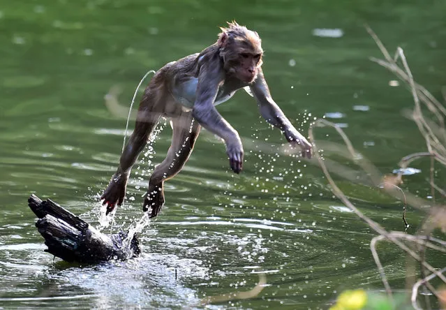A monkey leaps in a pond during a hot summer day in Allahabad, India on April 12, 2022. (Photo by Sanjay Kanojia/AFP Photo)