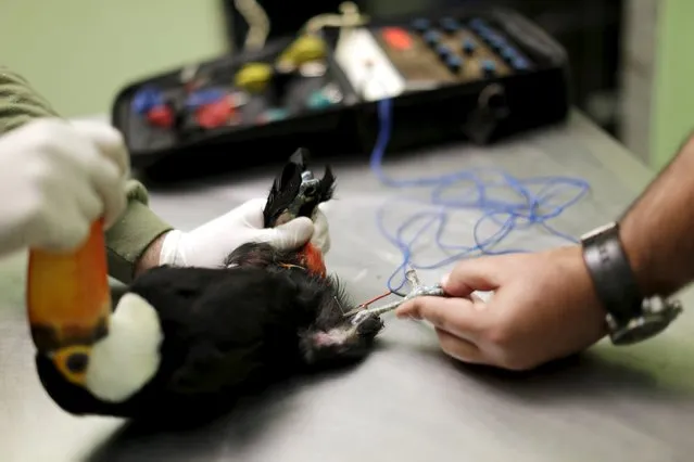 A toucan that has a fractured leg receives electroacupuncture treatment at the veterinary hospital in Brasilia Zoo, July 30, 2015. (Photo by Ueslei Marcelino/Reuters)