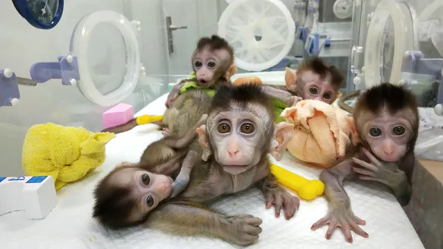 Monkeys cloned from a gene-edited macaque with circadian rhythm disorders are seen at the Chinese Academy of Sciences in Shanghai, China in this handout picture provided by the Institute of Neuroscience of the Chinese Academy of Sciences on January 24, 2019.  (Photo by Chinese Academy of Sciences/Handout via Reuters)