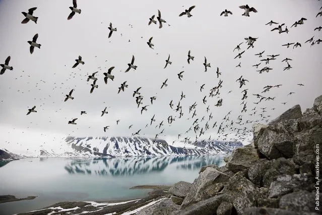 Lyuriki (species of birds), nesting on the rocky shores of Svalbard (Svalbard)