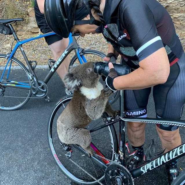 A koala receives water from a cyclist during a severe heatwave that hit the region, in Adelaide Hills, South Australia, Australia December 27, 2019 in this image taken from social media. The animal was nearly run over by the team of cyclists who came to its aid as it sat on the road to Adelaide in baking 40C heat. (Photo by @BIKEBUG2019/Instagram via Reuters)