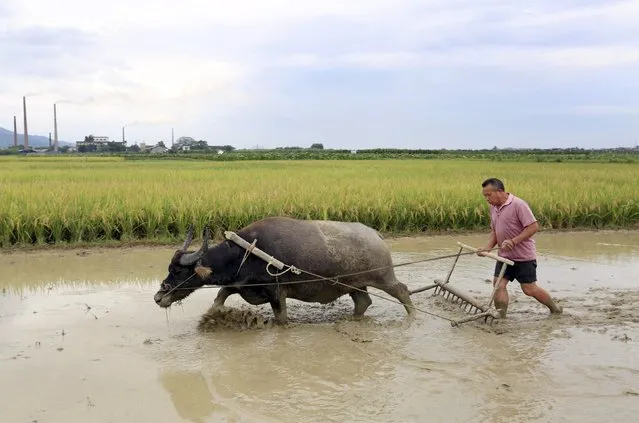A farmer drives his buffalo to plow a paddy field in Daxiang village of Liuzhou, Guangxi Zhuang Autonomous Region, China, July 30, 2015. (Photo by Reuters/China Daily)