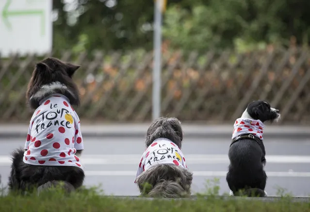 Three dogs with cycling jerseys sit near a road in Mettmann, Germany, Sunday, July 2, 2017. The second stage of the Tour de France cycling race from Duesseldorf  to Liege in Belgium will run through Mettmann. (Photo by Friso Gentsch/DPA via AP Photo)