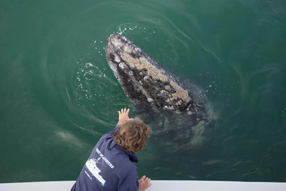 Grey Whale Calves Greet Tourist