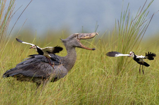 A shoebill frustrates a couple of lapwings by getting too close to their nest in the Mabamba swamp, Lake Victoria, Uganda in the second decade of September 2024. The majority of shoebills, estimated at between 5,000 and 8,000, live in swamps in South Sudan, Uganda, the eastern Democratic Republic of the Congo, and Zambia. (Photo by Patrick Kientz/Naturagency/Solent News)