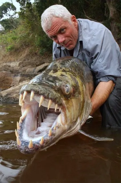 Hydrocynus goliath, also known as the goliath tigerfish, giant tigerfish or mbenga