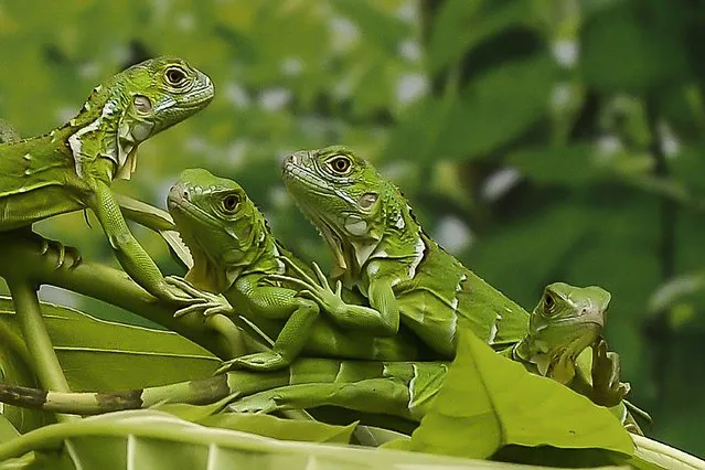 Newly hatched green iguanas rest on a branch in a terrarium at the Chennai Snake Park in Chennai on June 7, 2022. (Photo by Arun Sankar/AFP Photo)