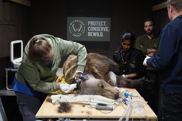 Boki, a two-year-old brown bear is prepared ahead of surgery by specialist wildlife veterinary surgeon, Romain Pizzi at the Wildwood Trust in Kent on Wednesday, October 9, 2024. The surgery to drain fluid from the brain of Boki is first time an operation of this kind has been carried out in the UK. An MRI scan earlier this year on Boki, who had been suffering from seizures and related health issues, revealed he has hydrocephalus (fluid on the brain). (Photo by Gareth Fuller/PA Images via Getty Images)