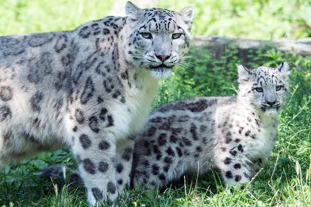 Snow leopard mother Siri stands next to her male cub Barid on August 13, 2015 at the zoo in Cologne, western Germany. Barid, whose name means “cloud” in Tibetan language, was born at the zoo on May 8, 2015. (Photo by Federico Gambarini/AFP Photo/DPA)