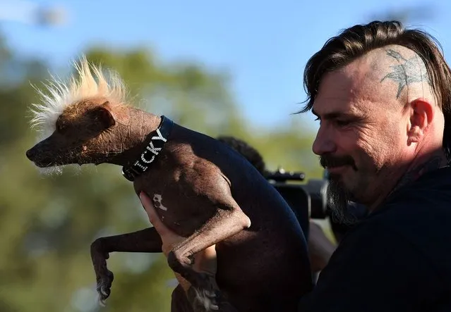 Icky, owned by Jon Adler, is shown during the World's Ugliest Dog Competition in Petaluma, California on June 24, 2016. (Photo by Josh Edelson/AFP Photo)