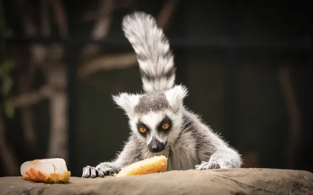 A ring-tailed lemur cools down by eating specially prepared animal friendly “ice lollypops” at the Yorkshire Wildlife Park in Doncaster, England, Friday June 17, 2022. A blanket of hot air stretching from the Mediterranean to the North Sea is giving much of western Europe its first heat wave of the summer, with temperatures forecast to top 30 degrees Celsius (86 degrees Fahrenheit) from Malaga to London on Friday. (Photo by Danny Lawson/PA Wire via AP Photo)