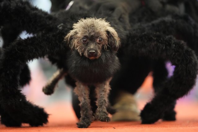 Harry, a 6-year-old poodle, walks wearing a spider costume during a Halloween pet party at a mall in Valenzuela city, Philippines on Saturday, October 19, 2024. (Photo by Aaron Favila/AP Photo)