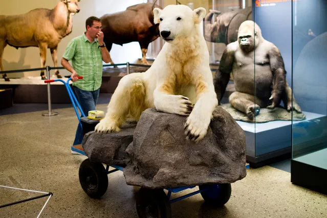 A stuffer pushes the compound of ice bear Knut in the Museum of Natural Science in Berlin, Germany, 28 July 2014. The former darling of the public from the Berlin Zoo is now a part of an exhibition in the museum. (Photo by Daniel Bockwoldt/DPA)