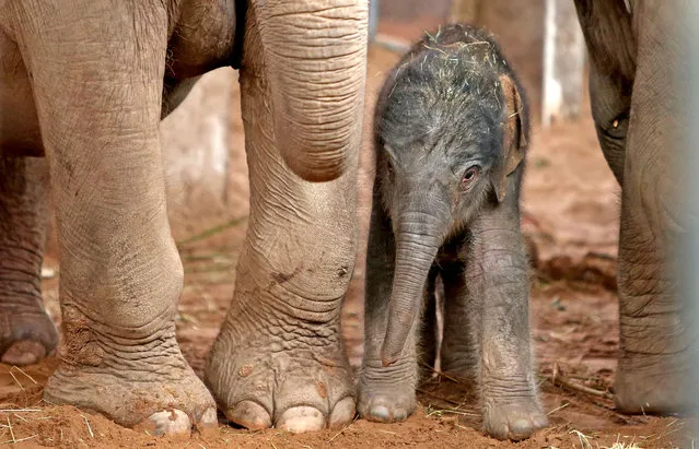 A baby Asian elephant takes her first steps into the public view at Chester Zoo, in Chester, England, Friday August 21, 2015,  The female elephant calf was born on Thursday to mum Thi Hi Way, but she has not yet been named. (Photo by Peter Byrne/PA via AP Photo)