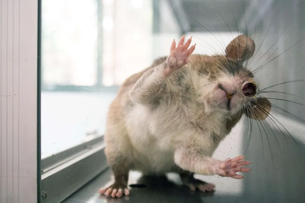 Some Photos: Animals