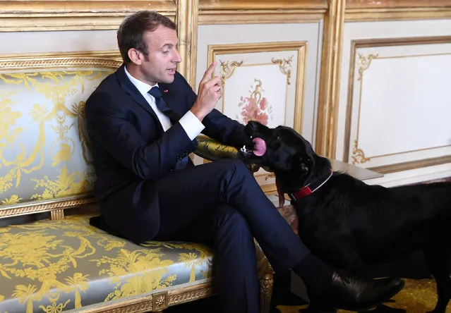 French president Emmanuel Macron gestures towards his dog Nemo during a meeting with German Vice Chancellor and German Foreign Minister at the Elysee Palace in Paris, France, August 30, 2017. (Photo by Alain Jocard/Reuters)