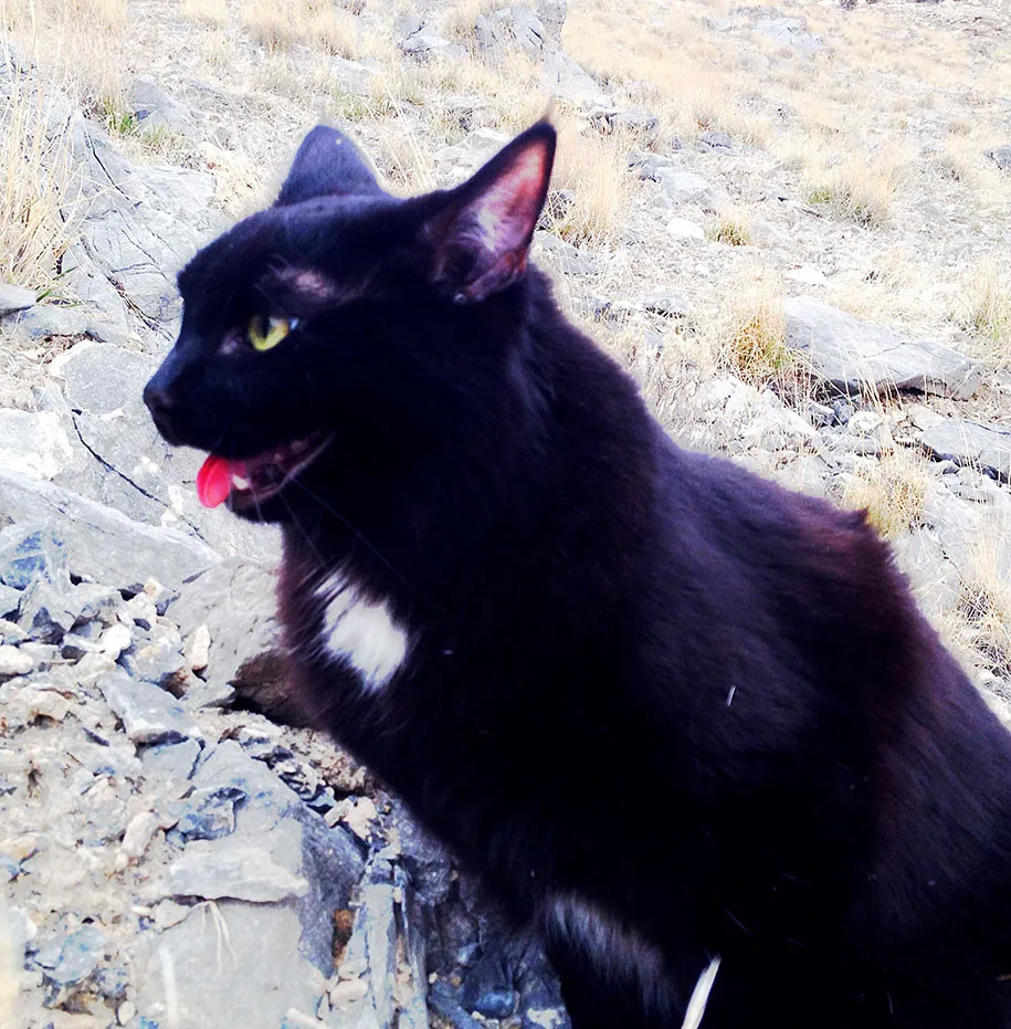Millie the Cat – Mountain-Climbing Legend!