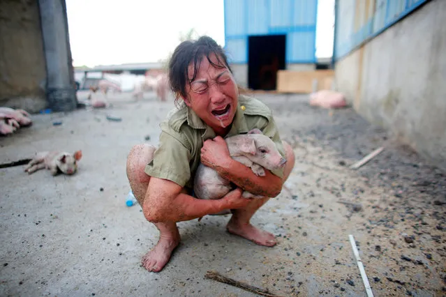 A woman cries as she holds a pig rescued from a flooded farm in Xiaogan, Hubei Province, China, July 22, 2016. (Photo by Darley Shen/Reuters)