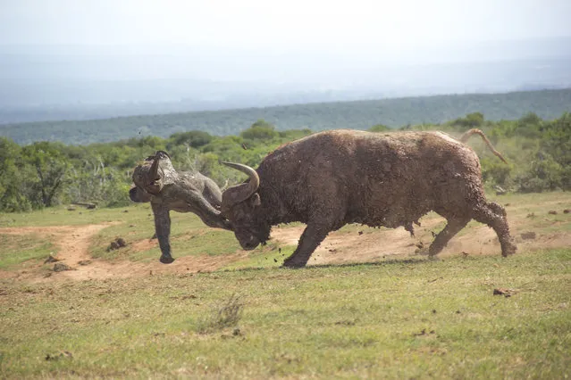 The buffalo bull charges, on March 23, 2014, in Addo Elephant National Park, South Africa. A young elephant calf tried to attack an old buffalo bull  and was taught a lesson it will never forget. The calf was with its herd at a watering hold Addo Elephant National park, South Africa, when the buffalo ventured towards the water. The elephant ran towards the buffalo but the larger animal picked up the young calf and tossed it four metres in the air. Luckily, the elephant was not hurt, but its pride was seriously injured. (Photo by Conrad Cramer/Barcroft Media)