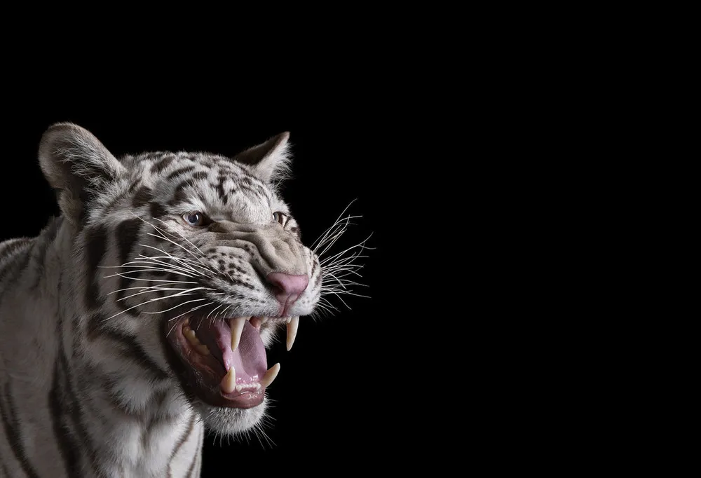 Stunning Portraits of Wild Animals by Brad Wilson
