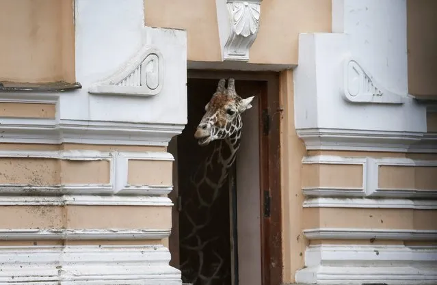 A giraffe hides from the rain in its paddock at Moscow Zoo, September 14, 2014. Moscow Zoo celebrates its 150th anniversary this weekend. (Photo by Maxim Zmeyev/Reuters)