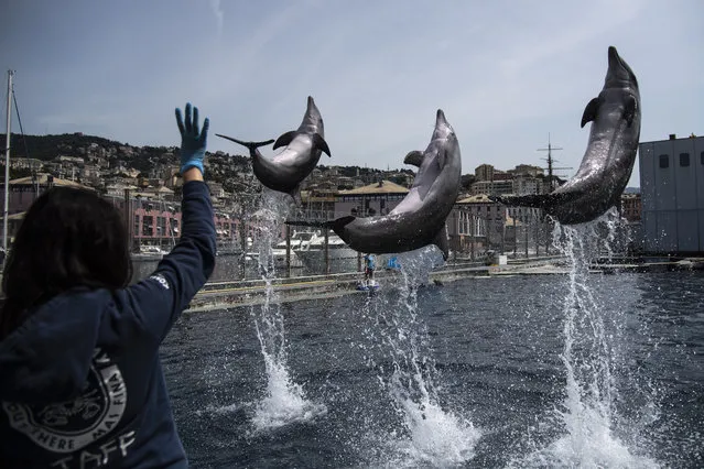Dolphins perform during practice at the Aquarium of Genoa, Liguria, on May 22, 2020, as the country eases its lockdown after over two months, aimed at curbing the spread of the COVID-19 infection, caused by the novel coronavirus. The Genova Aquarium is set to reopen on May 28 after over two months of lockdown. (Photo by Marco Bertorello/AFP Photo)