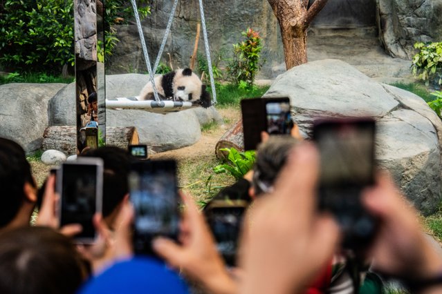 The twin yet unnamed panda cubs, the first ever born in Hong Kong, are seen near their keepers at an enclosure in Ocean Park in Hong Kong, China, on 16 February 2025. The cubs made its first public debut after half a year. (Photo by Man Hei Leung/Anadolu via Getty Images)