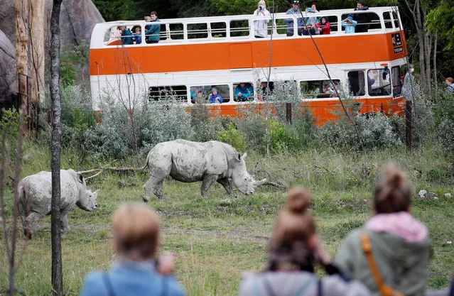 People watch rhinoceroses at the Lewa Savanne area at the re-opened Zoo Zurich, as Switzerland continues to ease the lockdown measures during the coronavirus disease (COVID-19) outbreak, in Zurich, Switzerland on June 6, 2020. (Photo by Arnd Wiegmann/Reuters)