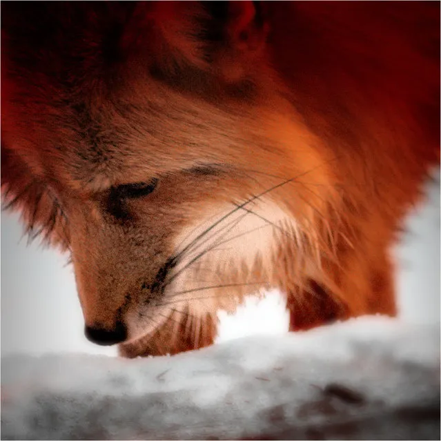 “Study Of Red Fox #2”.