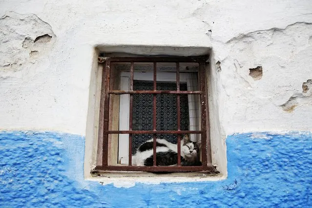 A cat rests in a window of a house painted in traditional blue and white colours in Kasbah of the Udayas, a picturesque ancient part of Rabat September 21, 2014. (Photo by Damir Sagolj/Reuters)